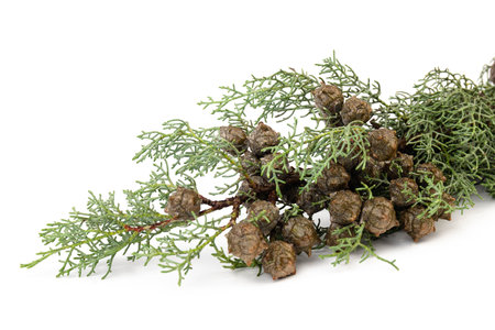 Thuja branch isolated on white background. Cypress plant on white. Cedar branch isolated on white background. Evergreen thuja isolated on white background.の写真素材