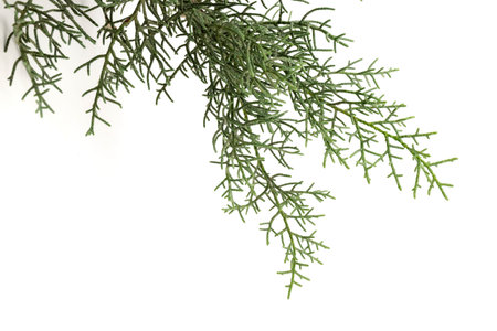 Thuja branch isolated on white background. Cypress plant on white. Cedar branch isolated on white background. Evergreen thuja isolated on white background.の写真素材