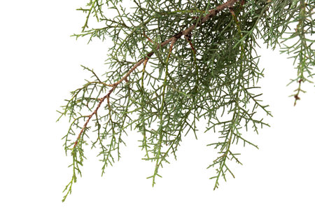 Thuja branch isolated on white background. Cypress plant on white. Cedar branch isolated on white background. Evergreen thuja isolated on white background.の写真素材