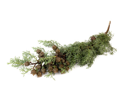 Thuja branch isolated on white background. Cypress plant on white. Cedar branch isolated on white background. Evergreen thuja isolated on white background.の写真素材