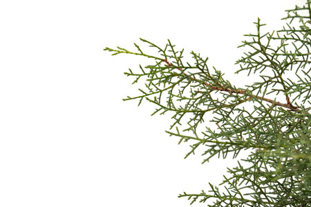 Thuja branch isolated on white background. Cypress plant on white. Cedar branch isolated on white background. Evergreen thuja isolated on white background.の写真素材