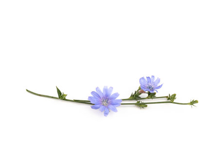Chicory flowers on white background. Macro. Chicory isolated. Flowers of chicory for package design.の写真素材