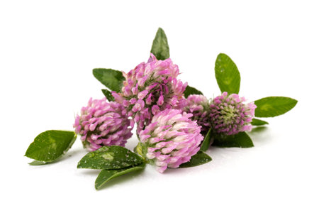 Red clover blossoms on white background, herbal plant is used as immune, antioxidant, in cosmetics, closeup, naturopathy and natural medicine conceptの写真素材
