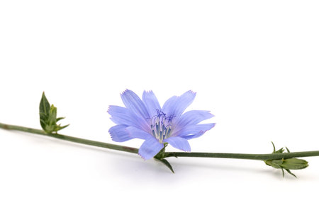 Chicory flowers on white background. Macro. Chicory isolated. Flowers of chicory for package design.の写真素材