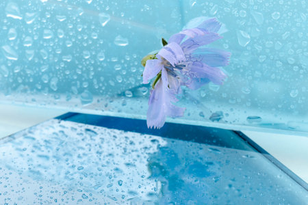 Chicory flowers on blue background. Macro. Flowers of chicory for design.の写真素材