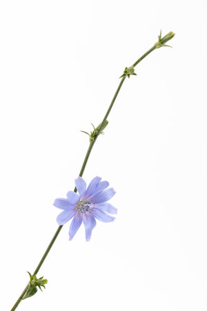Chicory flowers on white background. Macro. Chicory isolated. Flowers of chicory for package design.の写真素材