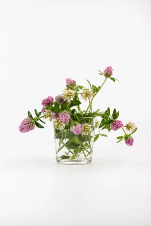 Red clover blossoms on white background, herbal plant is used as immune, antioxidant, in cosmetics,...