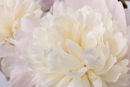 Close up of pink and white flower background with soft color styleの写真素材