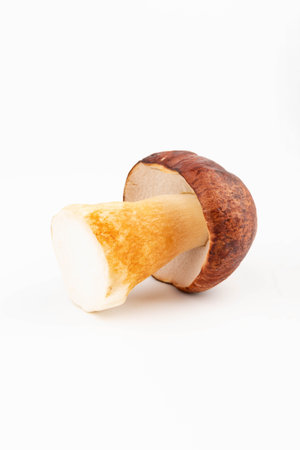 big boletus edulis isolated on white background close up