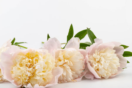 Pink and white peonies, beautiful flowers on light background, copy space.の写真素材