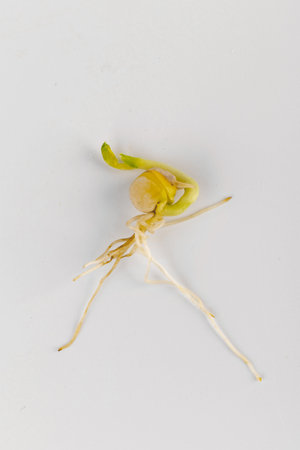 Fresh grown microgreens isolated on white background. Home grown healthy superfood microgreens....