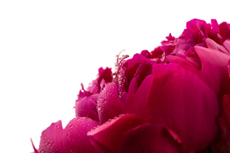 Red peonies, beautiful flowers on white background, copy space.の写真素材