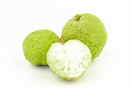 Osage Oranges (Maclura) Isolated on White Background. Hedge Apple close upの写真素材