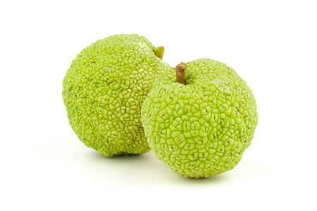 Osage Oranges (Maclura) Isolated on White Background. Hedge Apple close upの写真素材