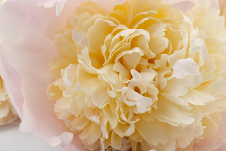 Close up of pink and white flower background with soft color styleの写真素材