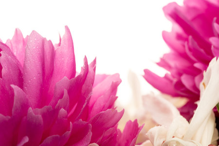 Pink peonies, beautiful flowers on light background, copy space.の写真素材