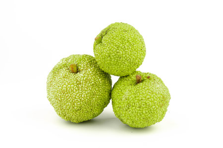 Osage Oranges (Maclura) Isolated on White Background. Hedge Apple close upの写真素材