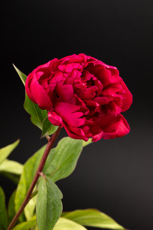 Close up of red flower background with soft color styleの写真素材