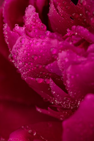 Close up of pink flower background with soft color styleの写真素材