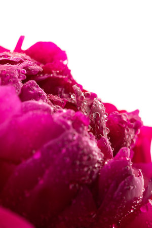 Close up of pink flower background with soft color styleの写真素材