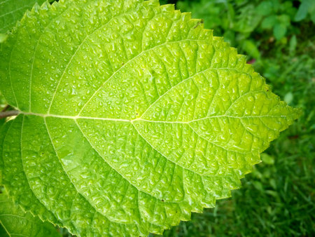 Leaf with rain drops