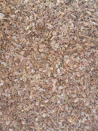 scattering of dill seeds, natural background