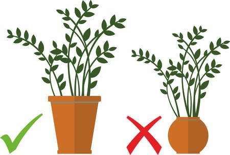 Zamioculcas flower, home plant in a ceramic potのイラスト素材