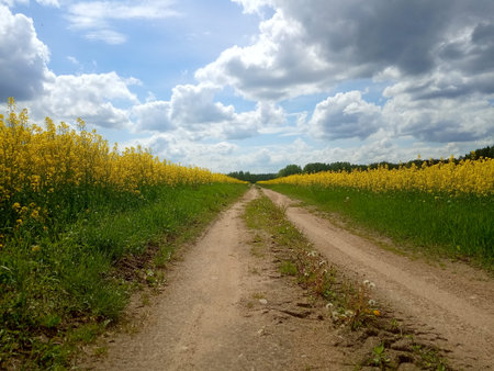 landscape of canola or rapeseed farm field and road