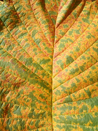 Yellow autumn leaf background and texture