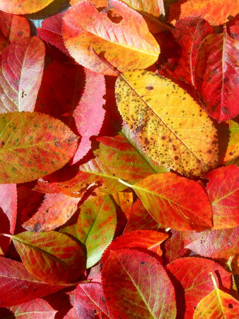 red and yellow leaves background