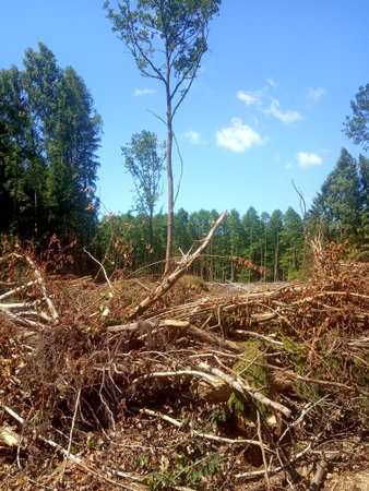Deforestation in the forest. Deforestation in the forest. Fallen trees.