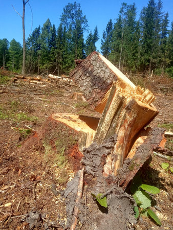 A large tree felled in a pine forest on a sunny summer day.