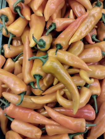 Colorful hot peppers on display at a farmers market in Seattle, Washington.の写真素材