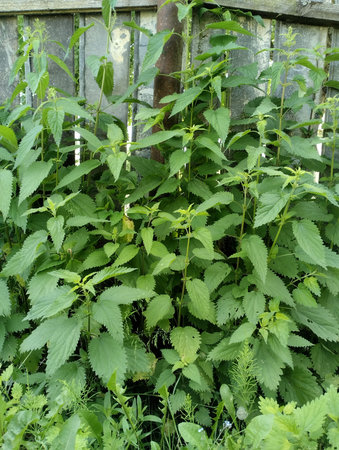 Stinging nettles growing in the garden. Natural background.