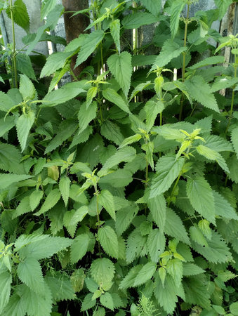 Stinging nettle (Urtica dioica) in the garden