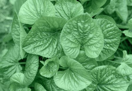 Close up Botany, flower mint color leaves in the gardenの写真素材