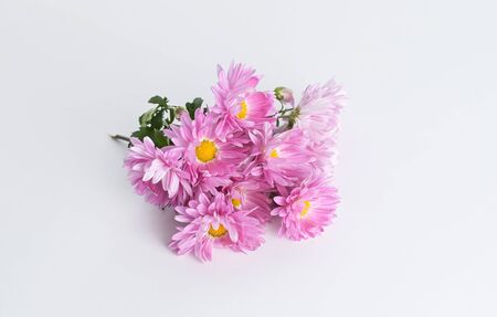 pink chrysanthemum flower isolated on white background,の写真素材