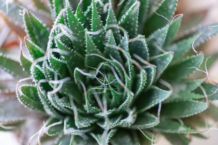 aloe aristata, homemade prickly medicinal plant close-up, top view, macro,の写真素材