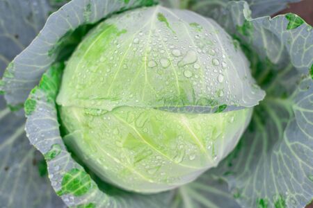 Natural background with cabbage leaf texture in raindrops, rainy weather, macro backdropの写真素材