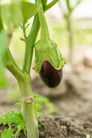 The fruits of young fresh eggplants on a branch, the ovaries of the fruits grow in the garden.の写真素材