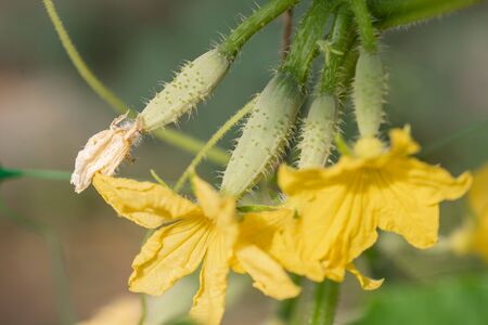 Young green cucumbers, fruit ovaries with a flower in the garden. Gherkins with a leaf in the greenhouseの写真素材