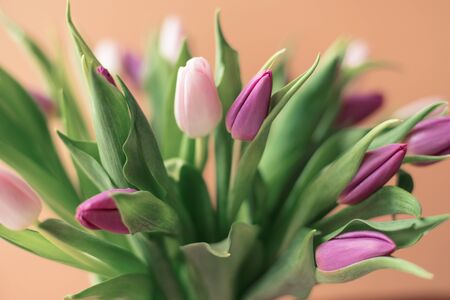 a bouquet of fresh fragrant pink and purple tulips and a gift for women's day on a pink background. Mother's day greetings. spring flowersの写真素材