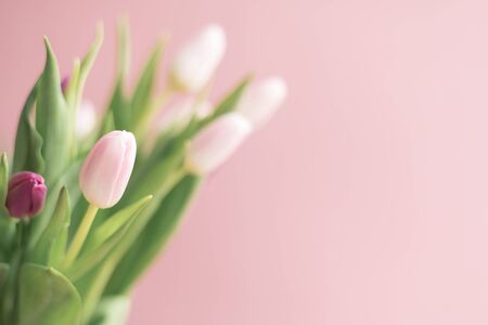 bouquet of pink and purple tulips in a vase on pink background, spring flowers for women, copy spaceの写真素材