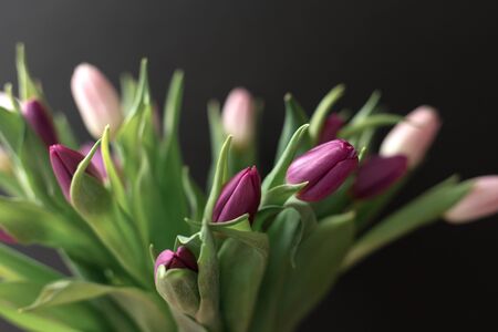 bouquet of pink and purple tulips in a vase on a black background, spring flowers for women, copy spaceの写真素材