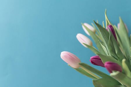 bouquet of pink and purple tulips on blue background, spring flowers for women, copy spaceの写真素材
