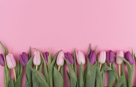 Fresh fragrant pink and purple tulips on pink background, spring flowers for women, copy space, FlatLayの写真素材