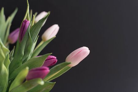 bouquet of pink and purple tulips on a black background, spring flowers for women,の写真素材