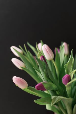bouquet of pink and purple tulips on a black background, spring flowers for women,の写真素材
