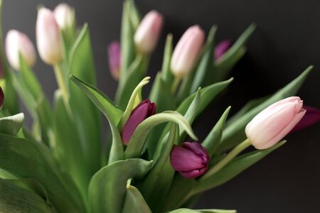 bouquet of pink and purple tulips on a black background, spring flowers for women,の写真素材