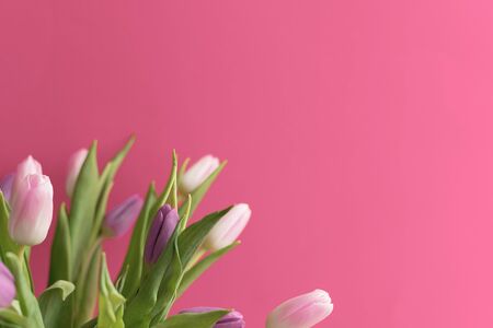 bouquet of pink and purple tulips in a vase on pink background, spring flowers for women, copy spaceの写真素材